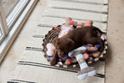 OYOY ZOO Ashi Dog Toy - Large - Hometerior - OYOY ZOO - 