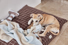 OYOY ZOO Kaya Dog Blanket - Large - Hometerior - OYOY ZOO - 