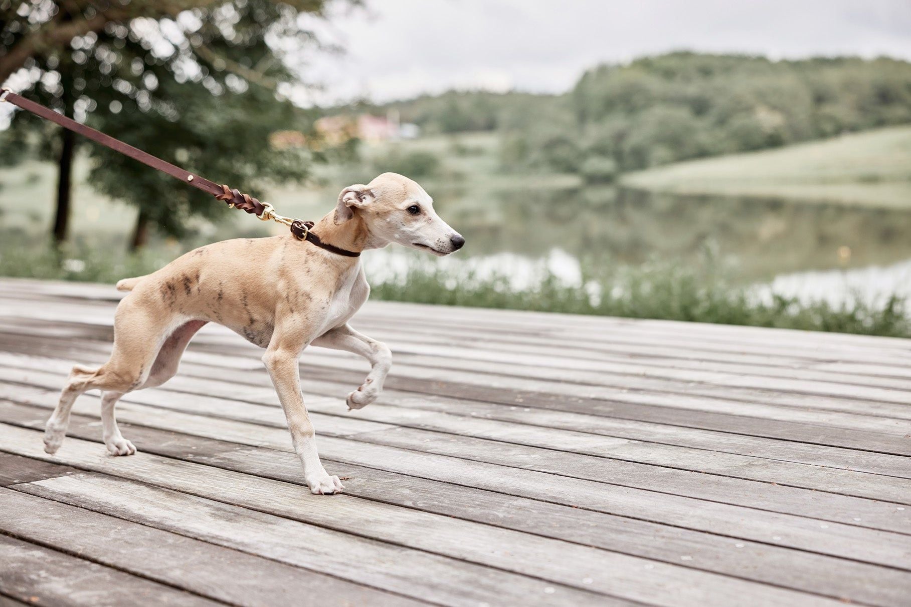 OYOY ZOO Robin Dog Collar - Medium - Hometerior - OYOY ZOO - 