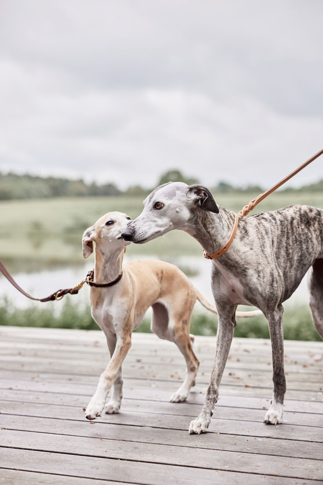 OYOY ZOO Robin Dog Leash - M/L - Hometerior - OYOY ZOO - 